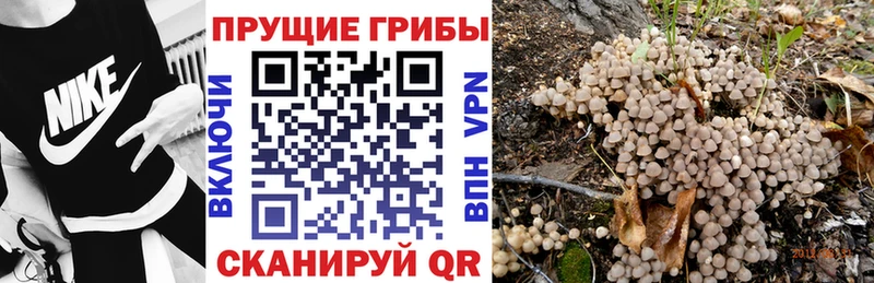 Псилоцибиновые грибы Psilocybine cubensis  kraken tor  Краснознаменск 